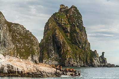 наблюдение за косатками на Камчатке