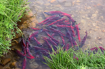 учет рыбы при заходе из реки