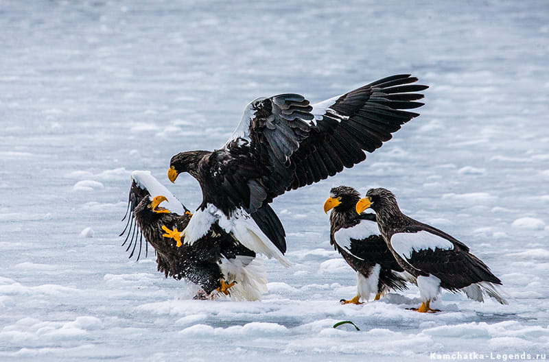 орланы на озере