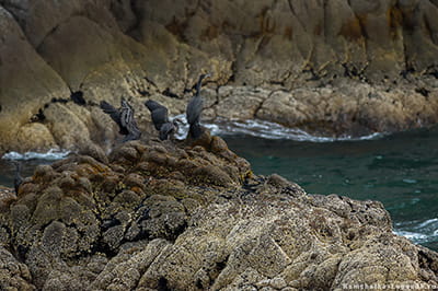 птицы на острове Старичков