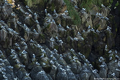 баклаы, чайки, старики и топорки