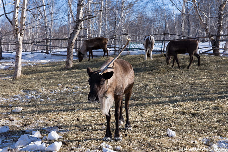 можно посмотреть и покормить оленей