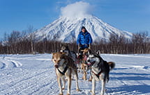 Снежные псы Камчатка
