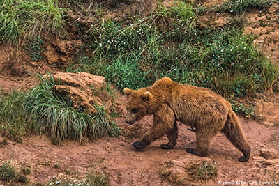 медведи у Вачкажца