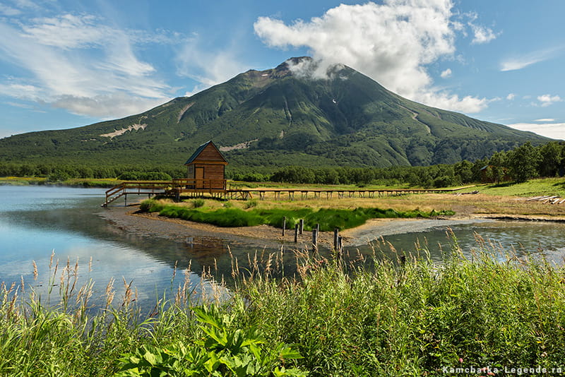 Ходутка Камчатка