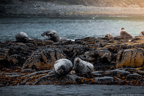 ушастые тюлени на скалах