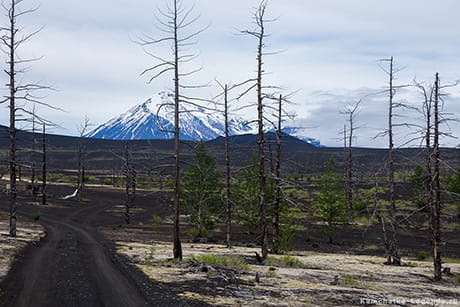Мертвый лес на Камчатке