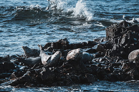 Животный мир Авачинской бухты