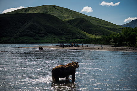 дикая жизнь медведей