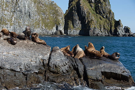 Сивучи на скале