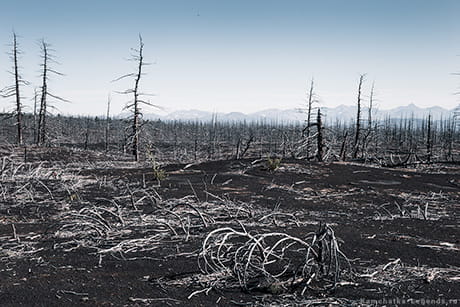 выжженный лес Камчатки