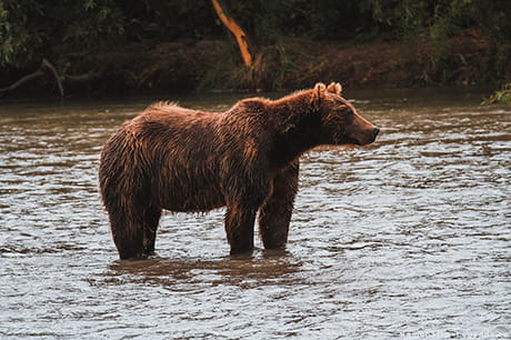Тур Страна медведей и вулканов
