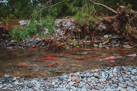 рыбалка медведей