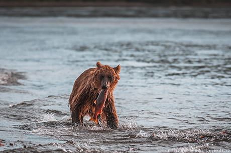 экскурсия на озеро к медведям