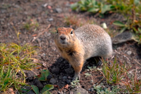 переезд к Авачинской сопке
