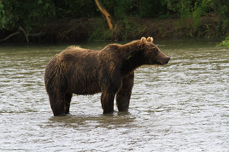 медведи и другие 7 чудес Камчатки