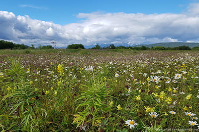 Экскурсия на Халактырский пляж