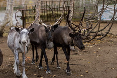 северные олени