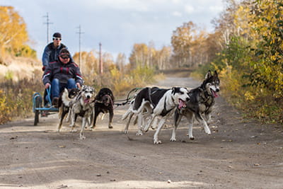 Экскурсанты пробуют поездку на собаках