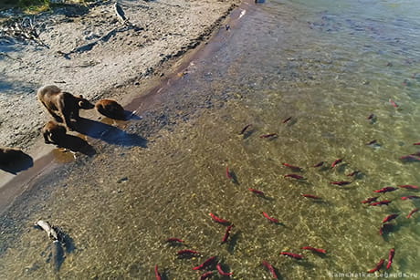 фотографирование рыбалки медведей