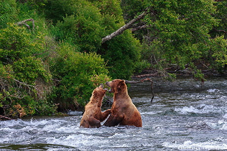наблюдение за животными Камчатки