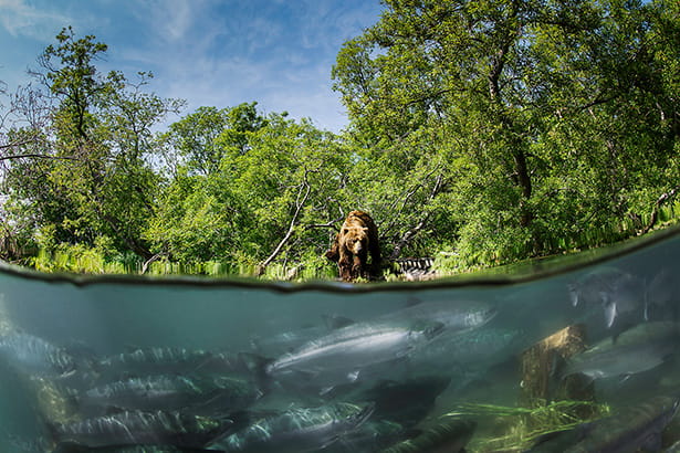 Фототур Медведи Камчатки