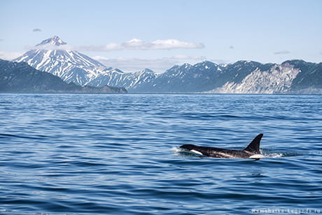 косатки и киты Камчатки