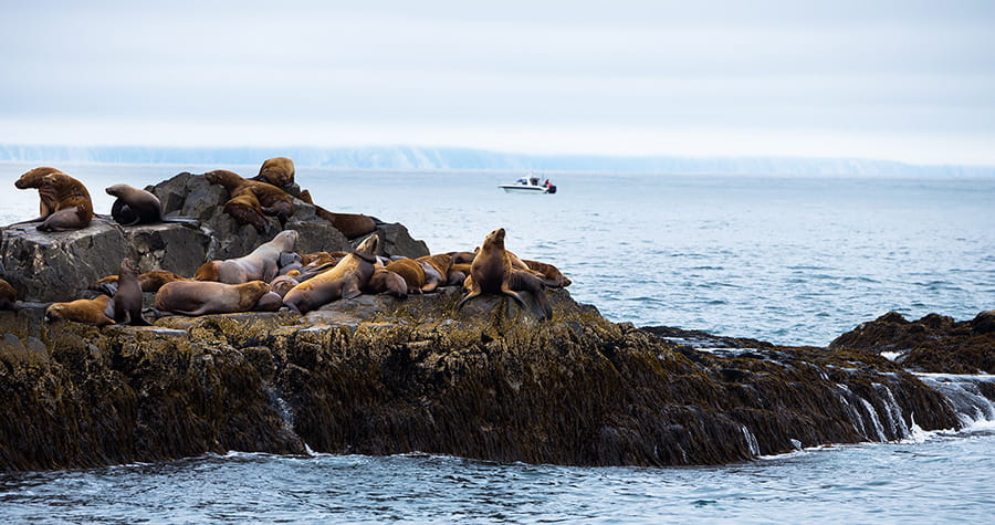 Морские туры и экскурсии на Камчатке