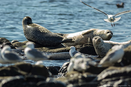 прогулка на Камчатке для детей