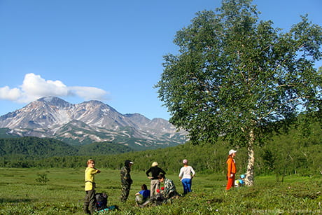 туристы идут по березовому лесу