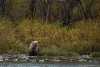 Мишка ловит рыбу на берегах Камчатки