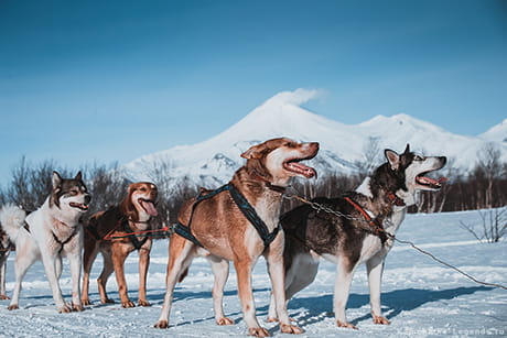 Катаемся на собачьих упряжках у вулканов