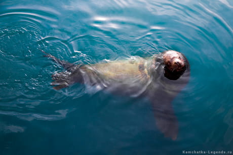 Сивучи в городе зимой