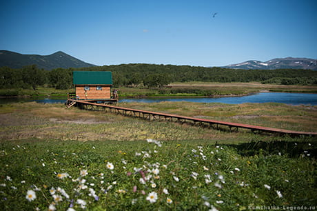 наблюдение за медведями 1 день